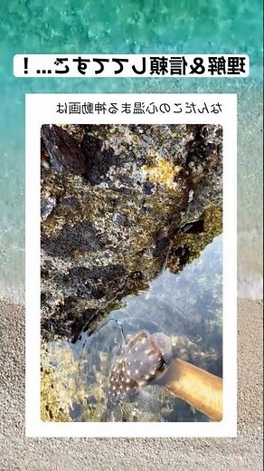 魚 意思
